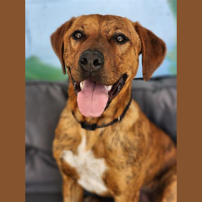 Photo of 🍪 Scooby 6714 🍪