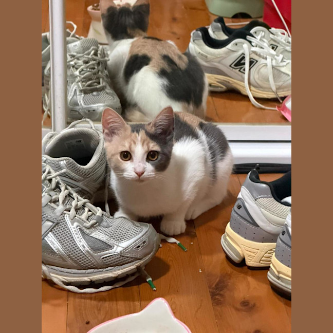 Photo of Daisy