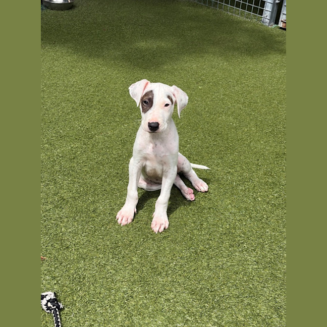 Photo of D1273 Patch