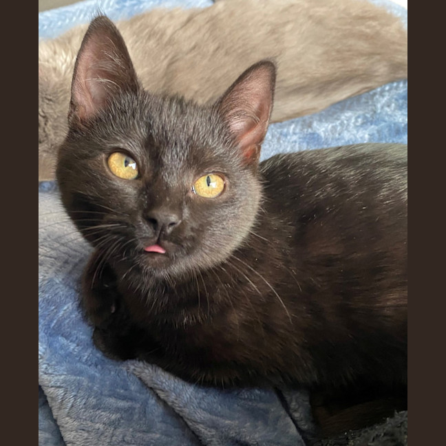 Photo of Pudding