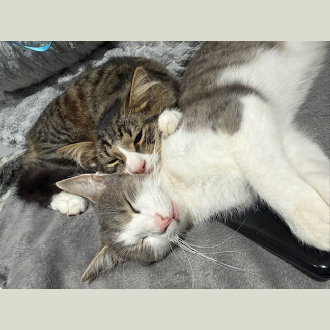 Photo of Chucky *9 Lives Project Rescue*