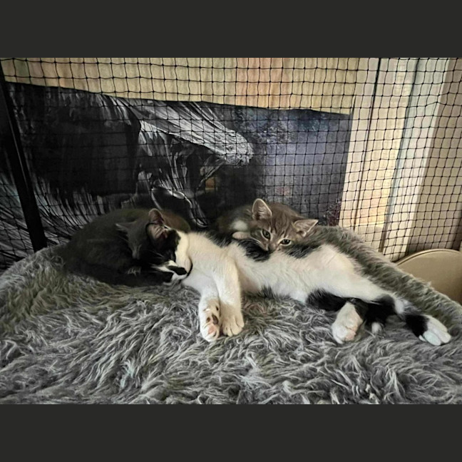 Photo of Zev **2nd Chance Cat Rescue **