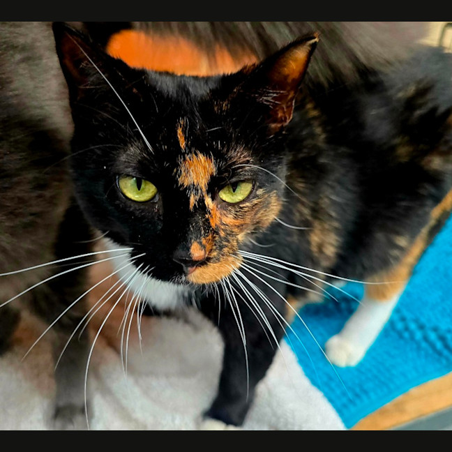 Photo of Dottie
