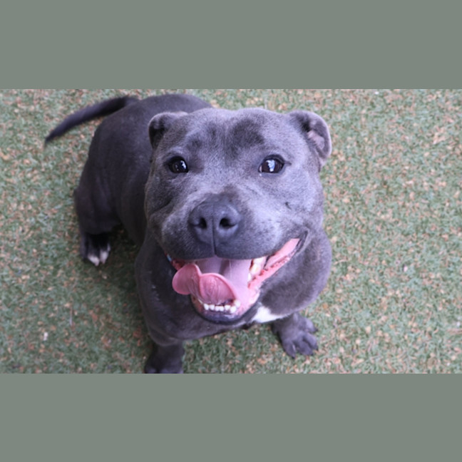 Photo of Rowdy