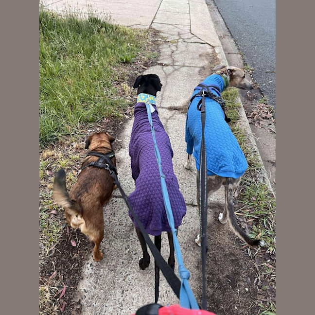 Photo of Izzy, The Greyhound