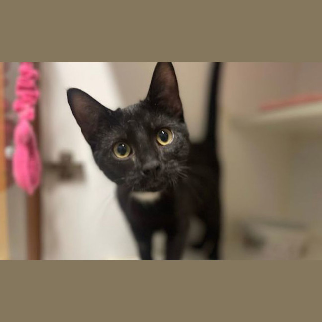 Photo of Midnight