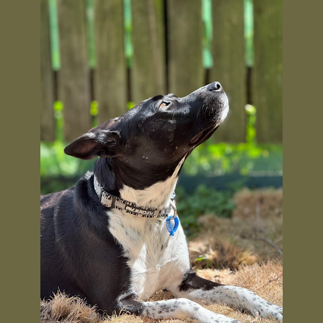 Photo of Oreo