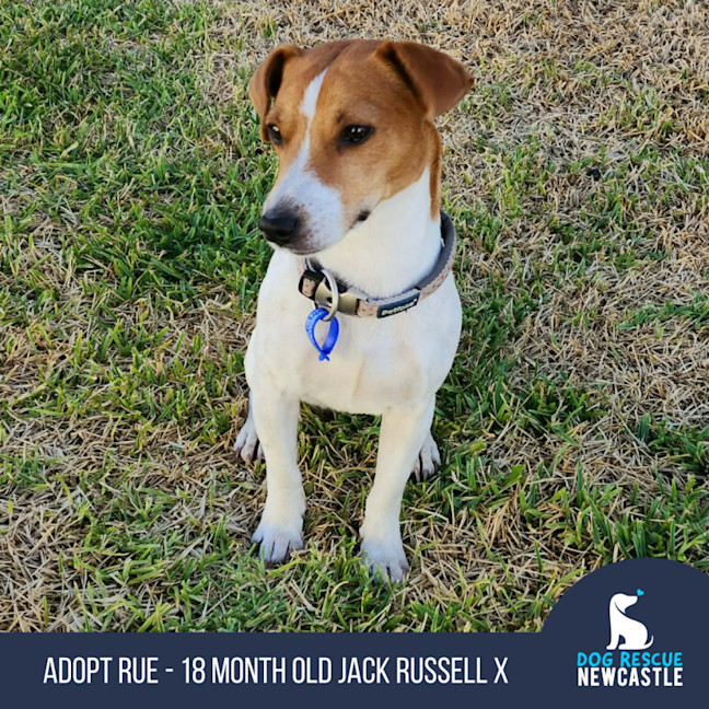 Photo of Rue   18 Month Old Jack Russell X