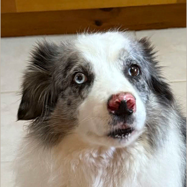 Photo of Bear