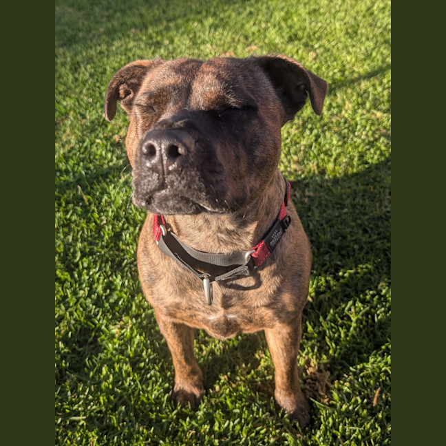 Photo of Daisy