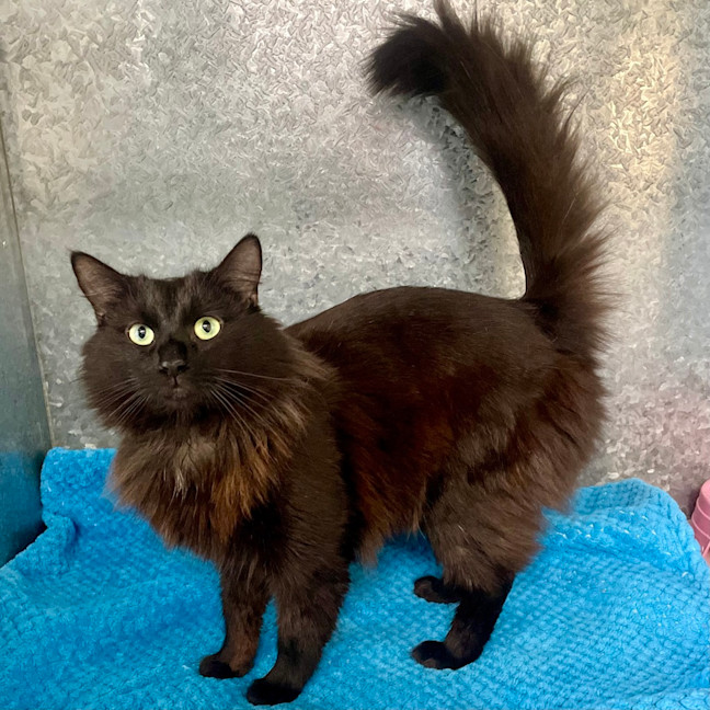 Photo of Merlin