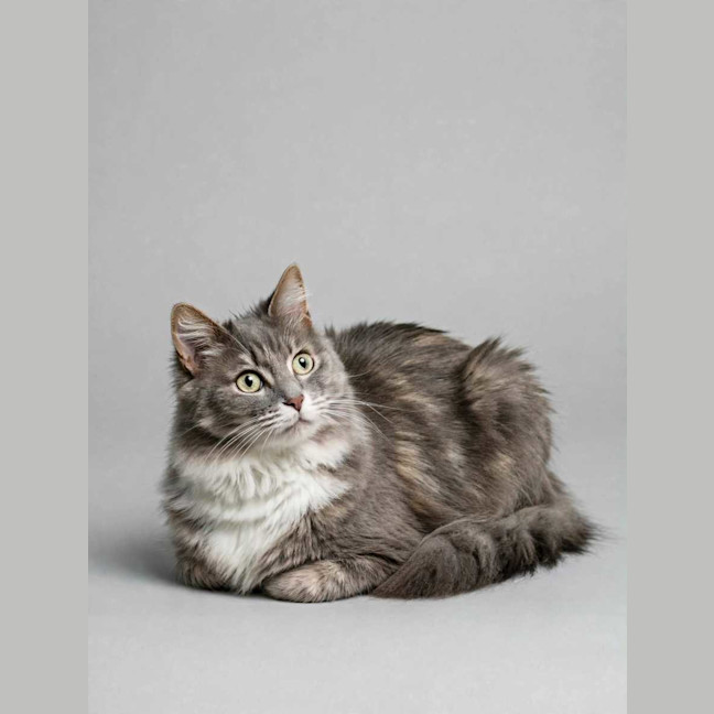 Photo of Misty