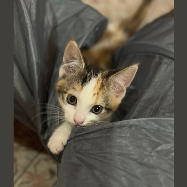 Photo of Coco   Hyacinth 