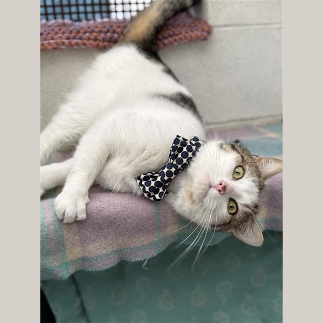 Photo of Professor Meow