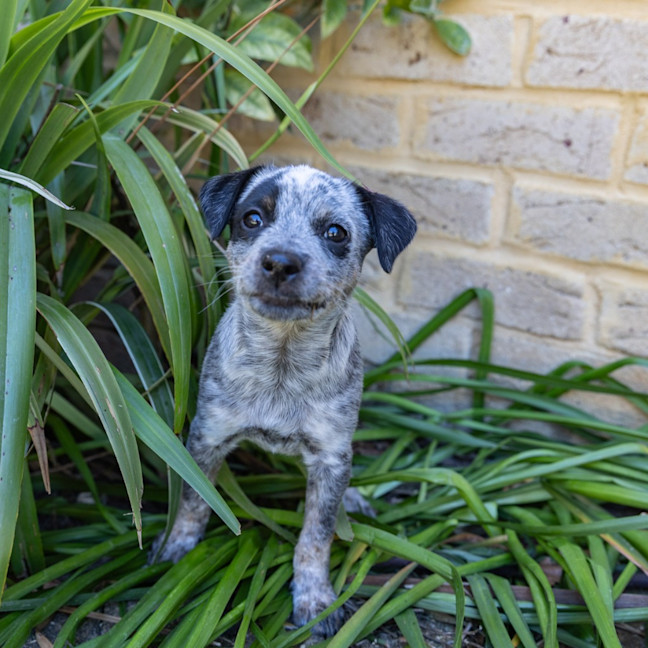 Photo of Peanut