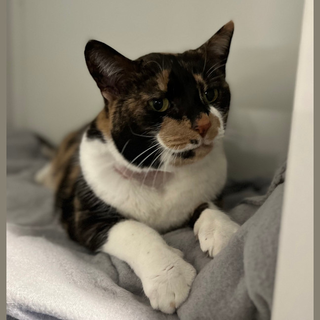 Photo of Daisy