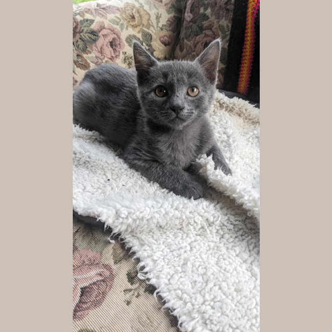 Photo of Boo Meet Me@Petstock Keysborough 