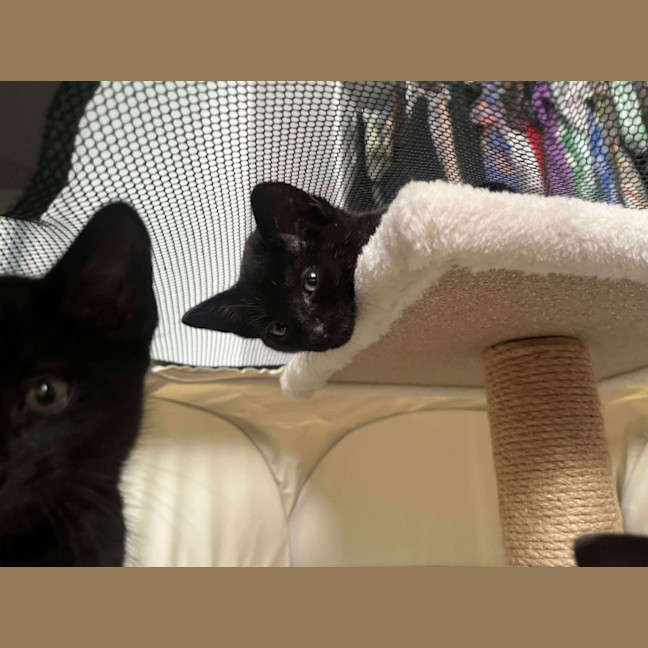Photo of Bagheera