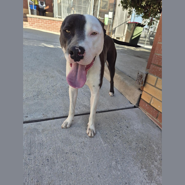 Photo of Windsor 🏎️