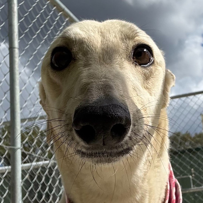 Photo of Biskit The Greyhound