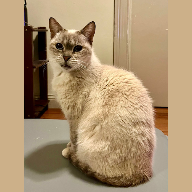 Photo of Pearl