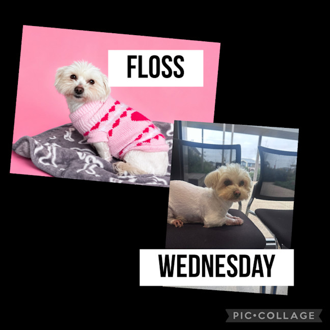 Photo of Floss & Wednesday