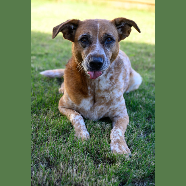 Photo of Dot
