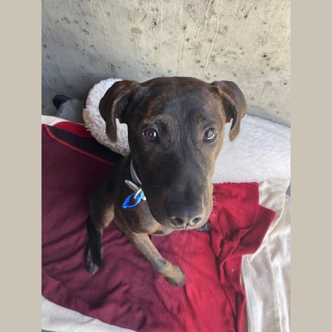 Photo of Buddy