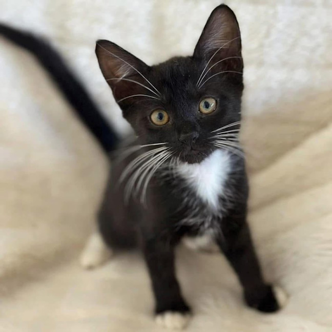 Photo of 11996   Margay