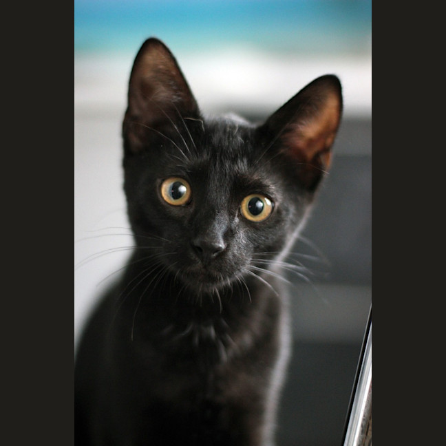 Photo of Ralphie