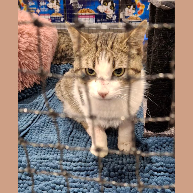 Photo of Iron * 9 Lives Project Rescue*