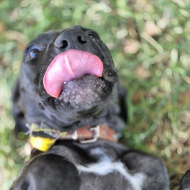 Photo of Wicked Chocolate