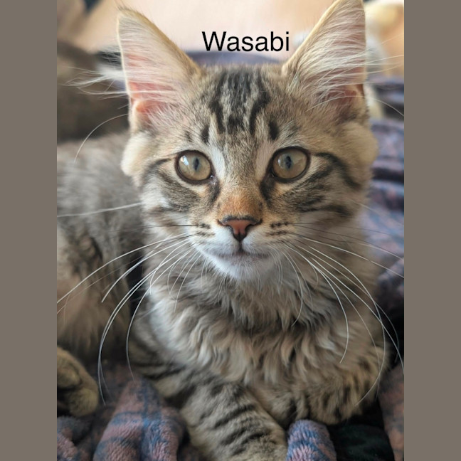 Photo of Wasabi
