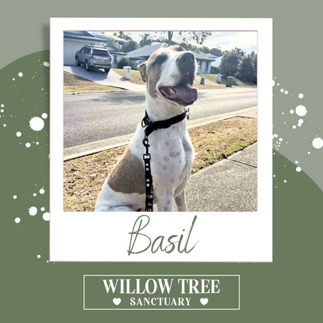 Photo of Basil