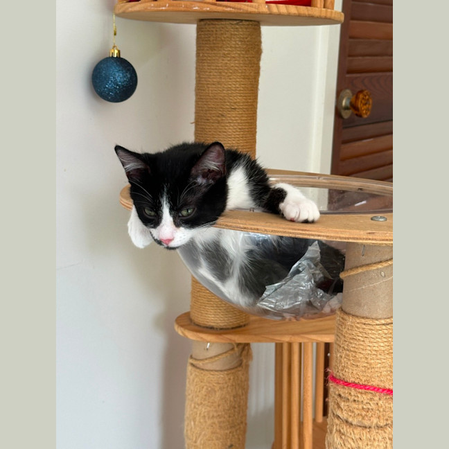 Photo of Marvin