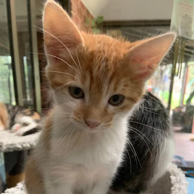 Photo of Ginger Megs