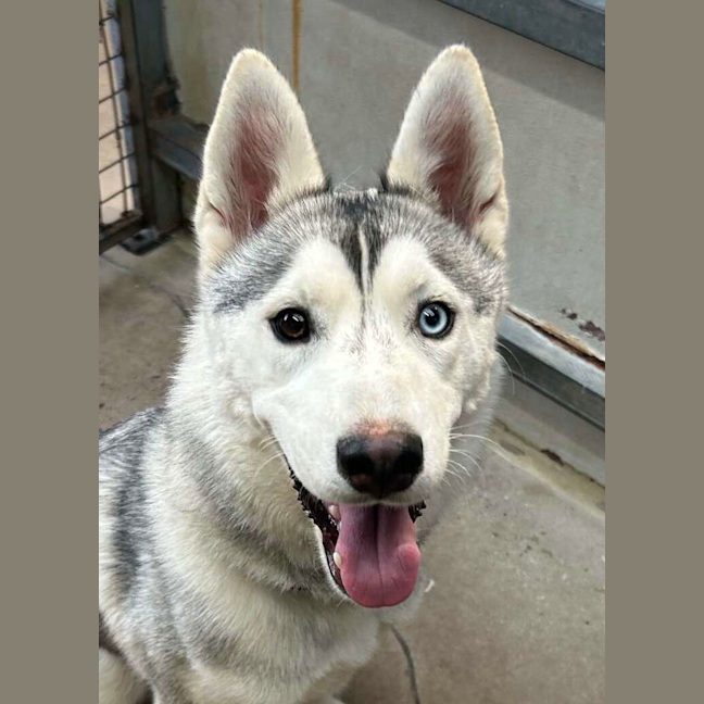 Photo of Winter Willow