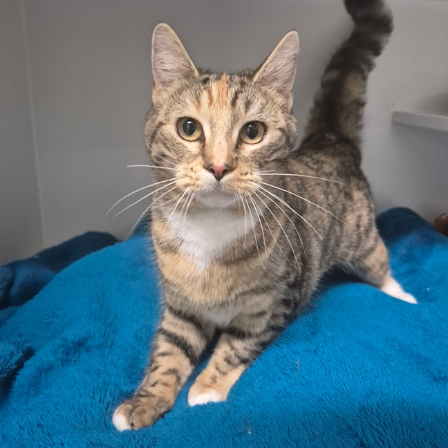Photo of Tigger