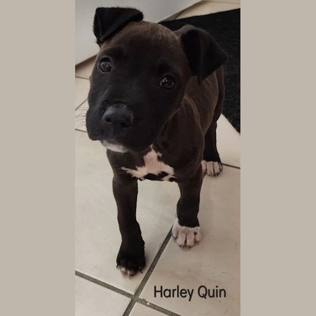 Photo of Harley Quin