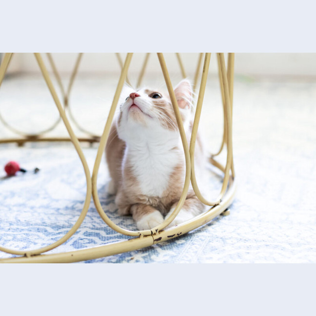 Photo of Cooper