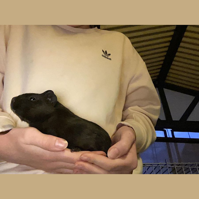 Photo of Chokko, Cream, And Kj