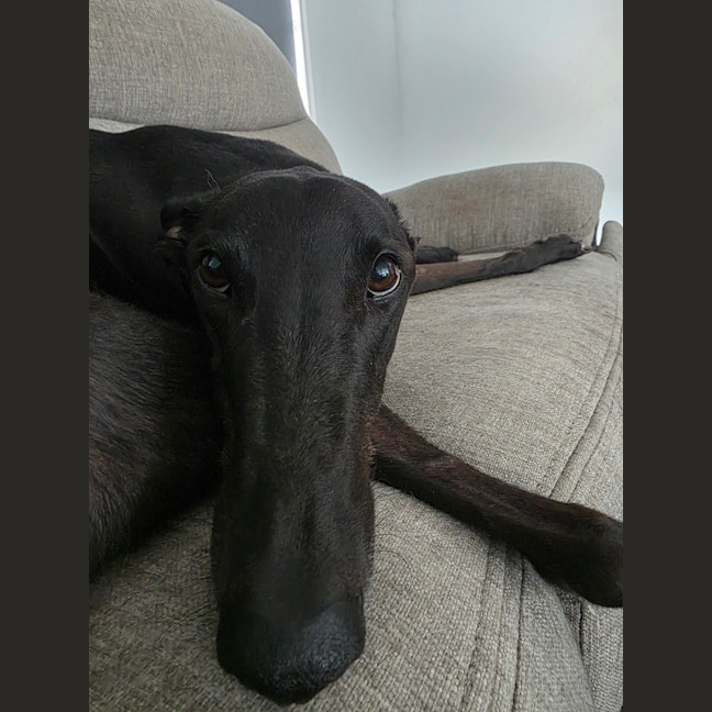 Photo of Blacky