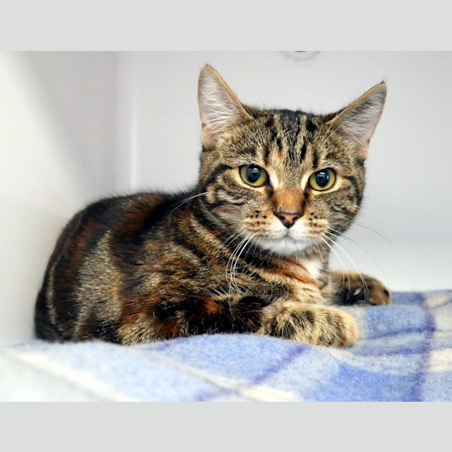 Photo of Blossom Suk012864