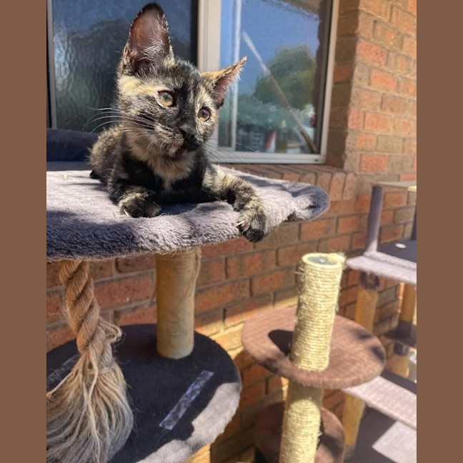 Photo of Eevee