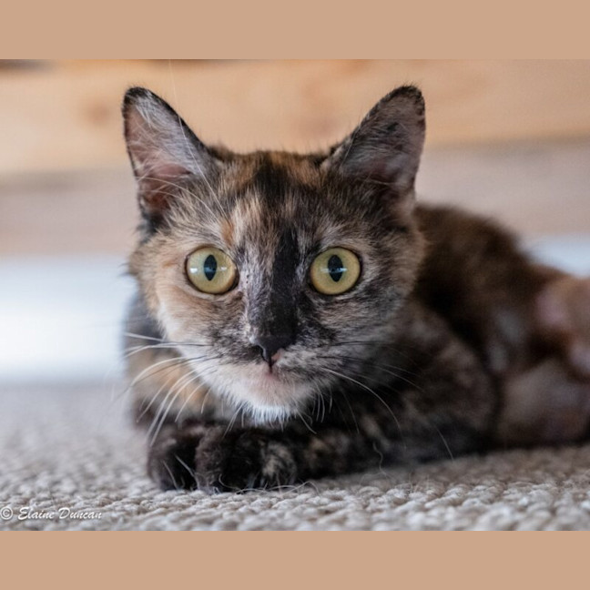 Photo of Roxie