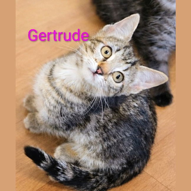 Photo of Gertrude Meet Me@Petstock Keysborough Store 