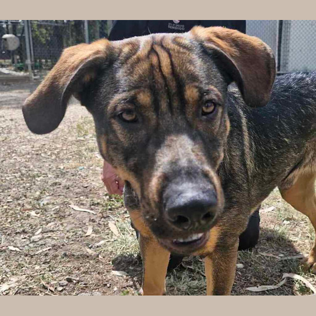 Photo of Buster (Boss)