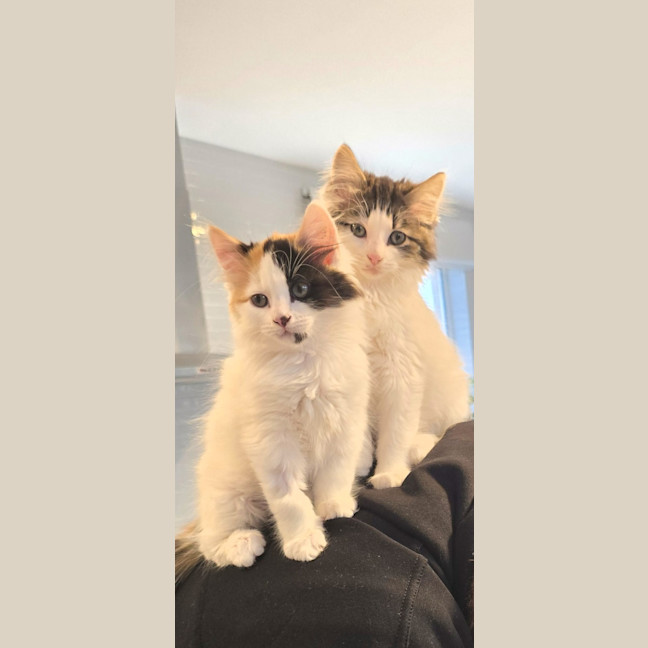 Photo of Muffin 