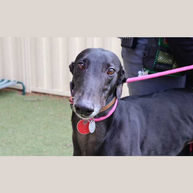 Photo of Onyx