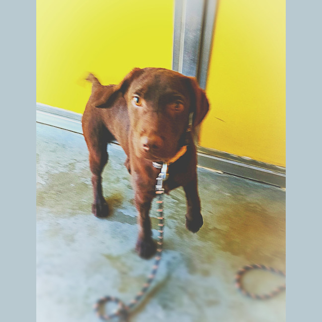Photo of Winston